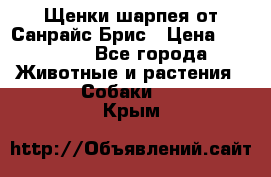 Щенки шарпея от Санрайс Брис › Цена ­ 30 000 - Все города Животные и растения » Собаки   . Крым
